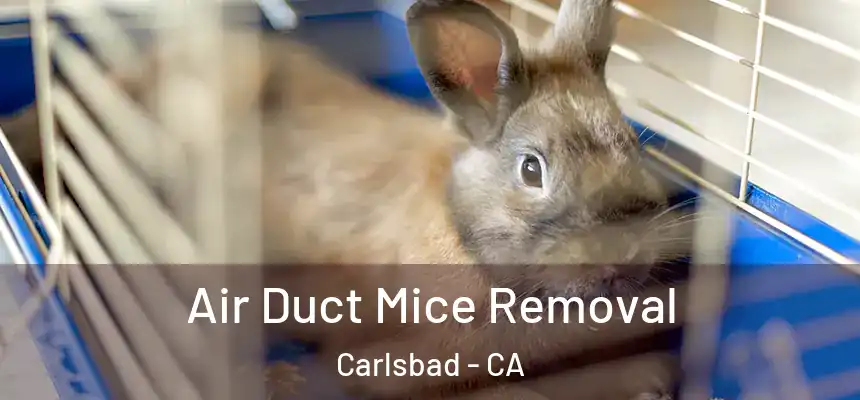 Air Duct Mice Removal Carlsbad - CA
